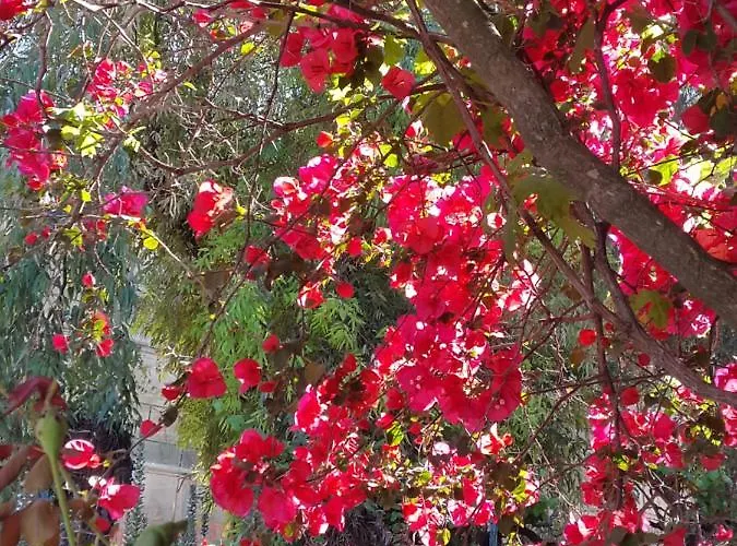 Faliraki 3*