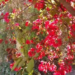 Hotel apartamentowy Faliraki 3*